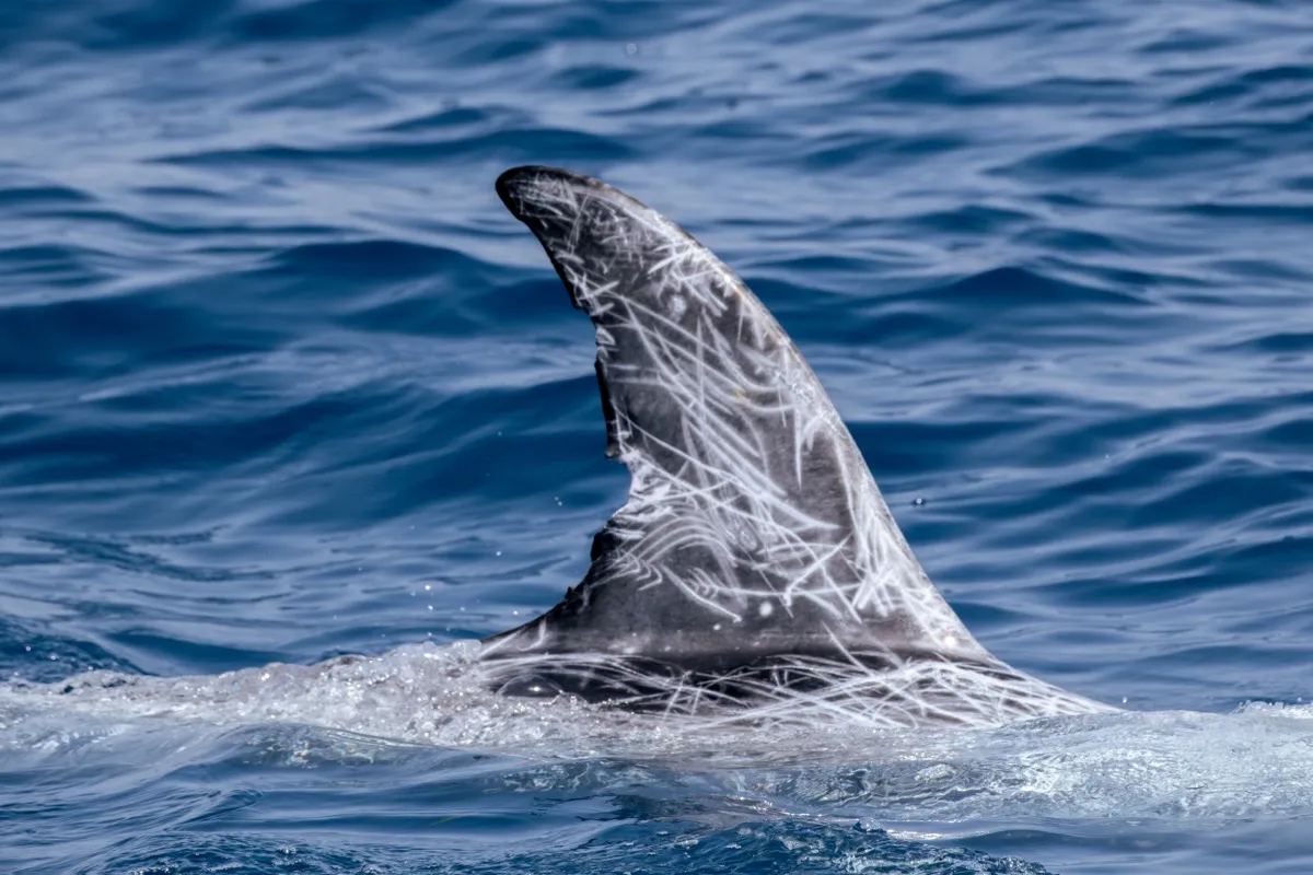 Fujifilm Italia e Jonian Dolphin Conservation insieme a Taranto