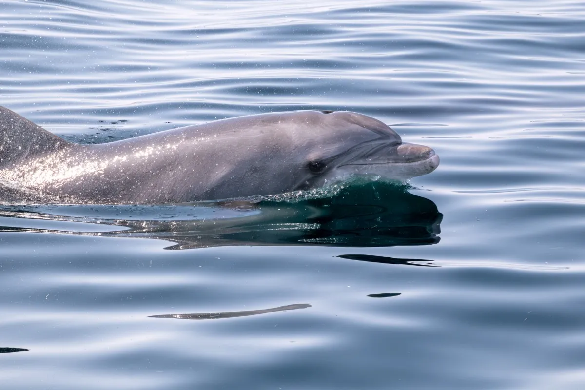 Fujifilm Italia e Jonian Dolphin Conservation insieme a Taranto
