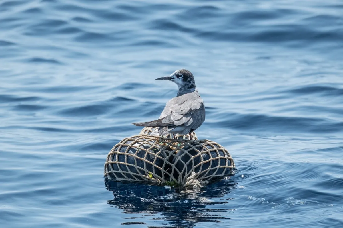 Fujifilm Italia e Jonian Dolphin Conservation insieme a Taranto