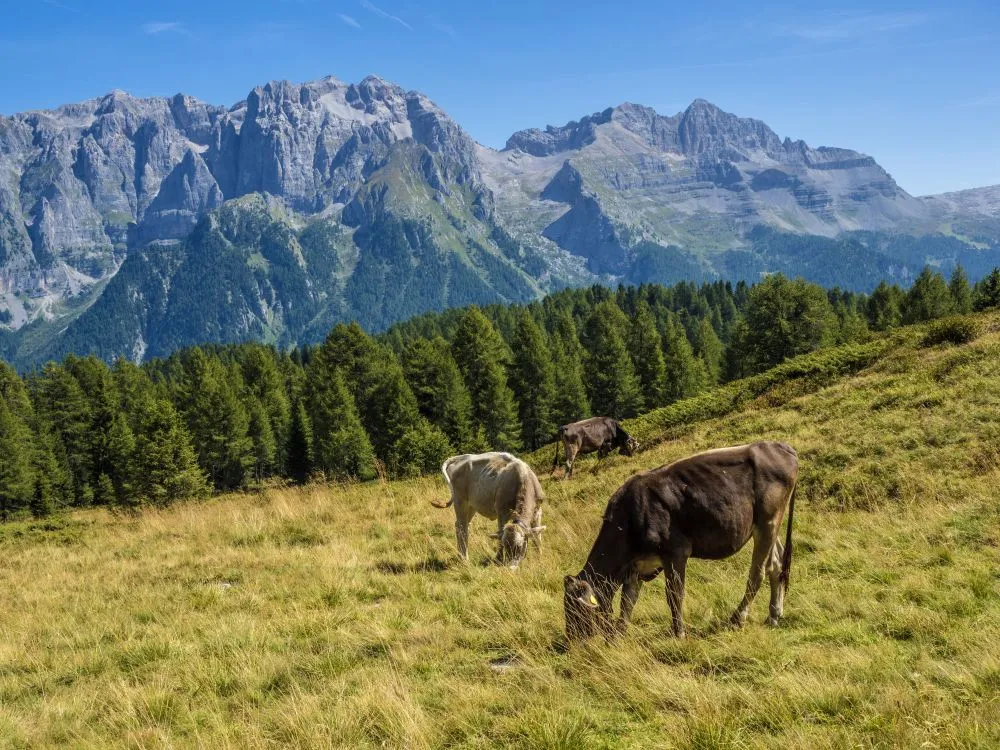 I Suoni delle Dolomiti 2026: programma della nuova settimana in quota