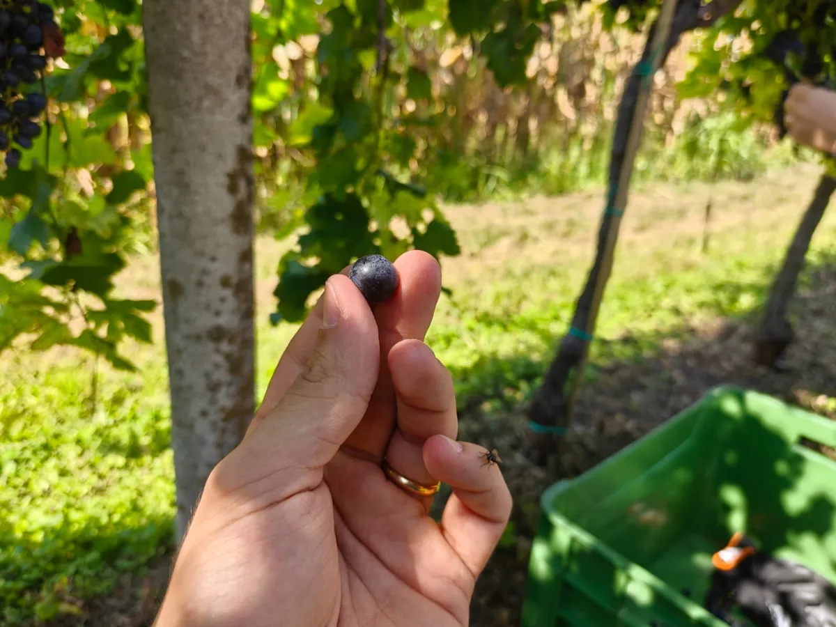 Gelindo dei Magredi Vendemmia Didattica: l'esperienza in fattoria per famiglie