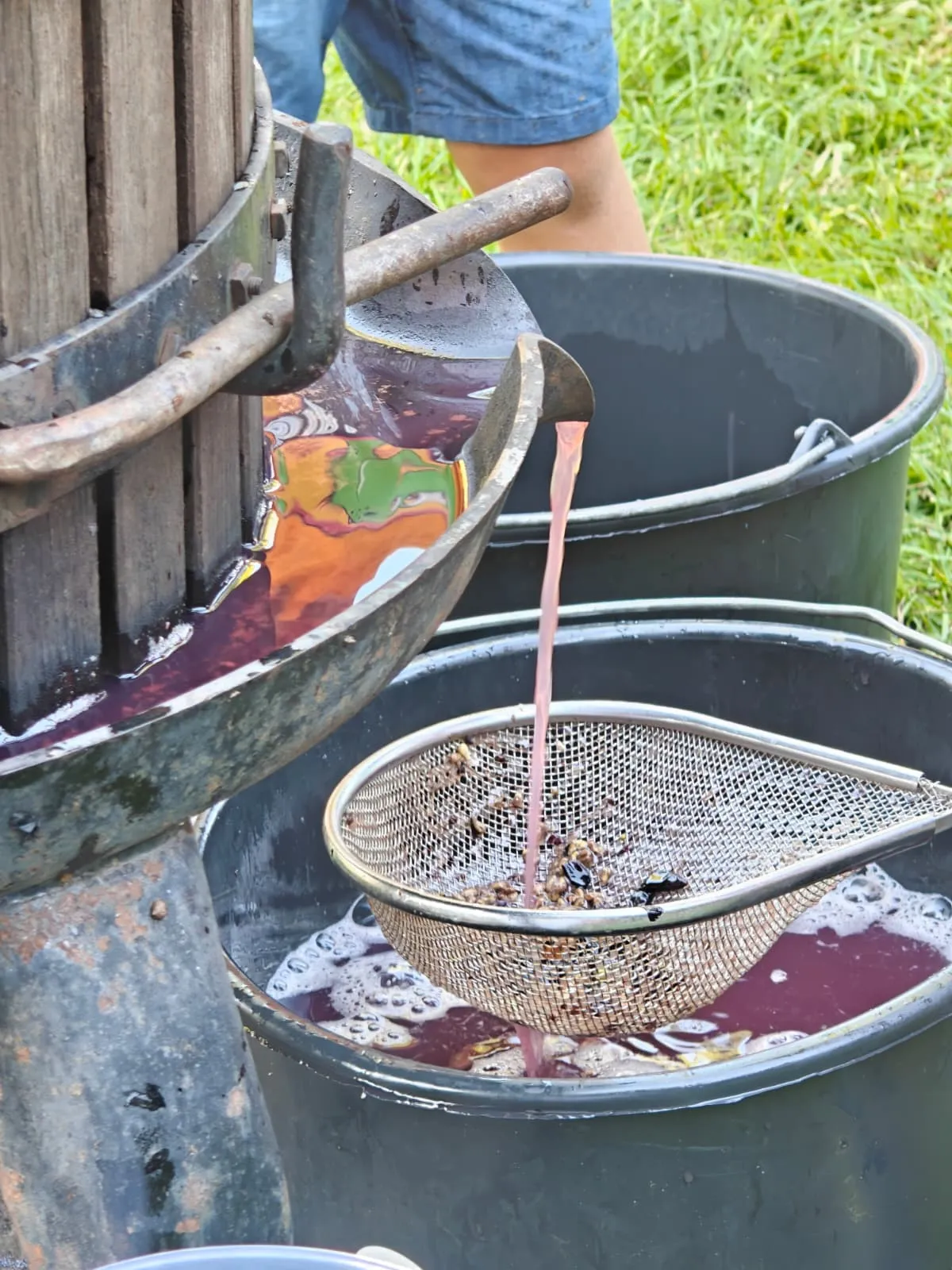 Gelindo dei Magredi Vendemmia Didattica: tradizione per famiglie