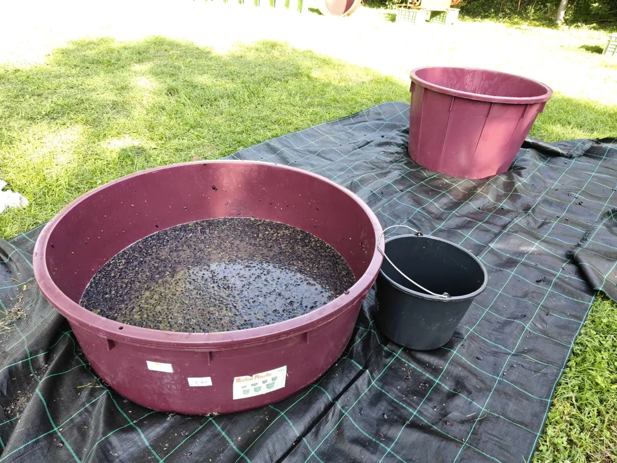 Gelindo dei Magredi Vendemmia Didattica: tradizione per famiglie